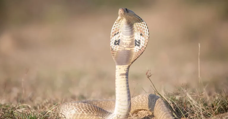 Cobra Snakes In Florida: What You Need To Know