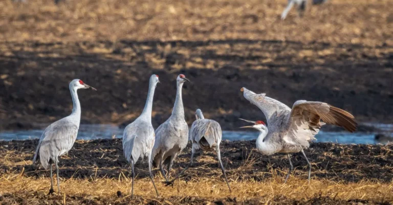 Can You Hunt Sandhill Cranes In Florida? A Comprehensive Guide