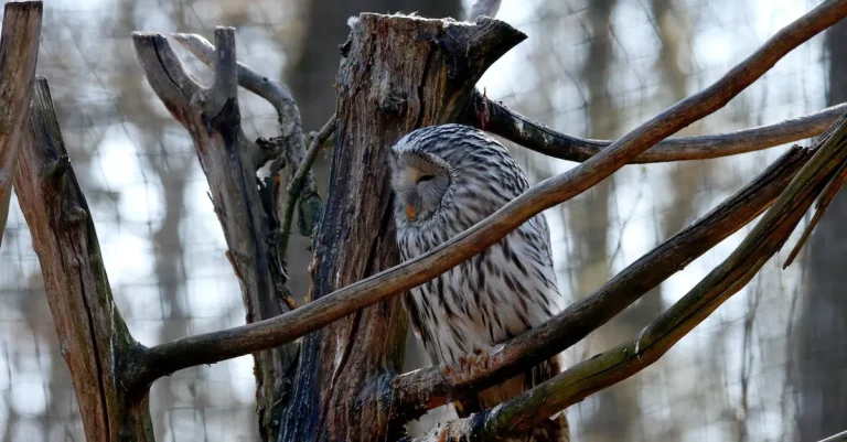 Can You Own An Owl In California?