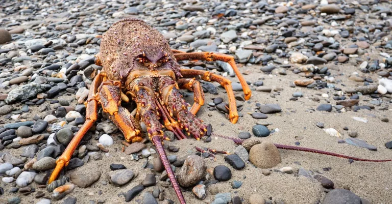 Do Florida Lobsters Have Claws?
