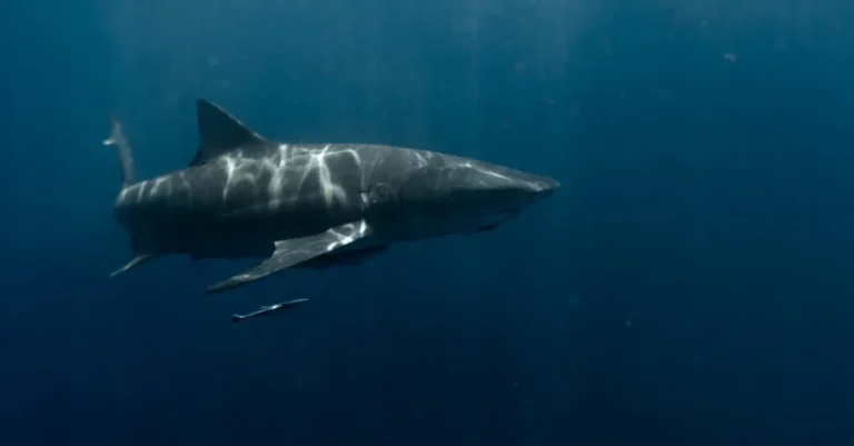 Are There Sharks In Miami Beach?