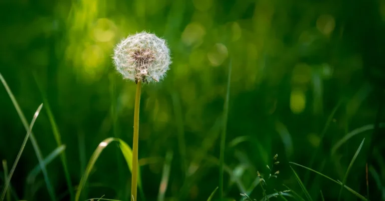 The Most Prevalent Weeds In Southern California And How To Control Them