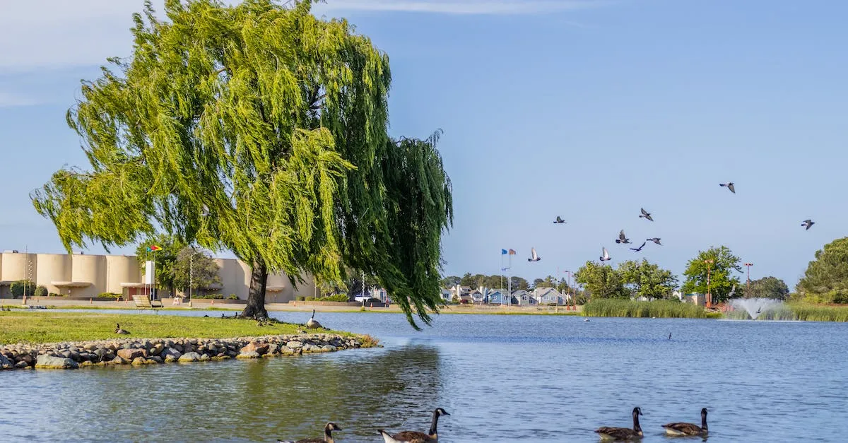 Is Goose Island In Chicago Safe? Everything You Need To Know Eye And Pen