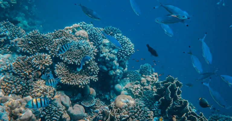 Coral Reefs In California: Hidden Undersea Treasures