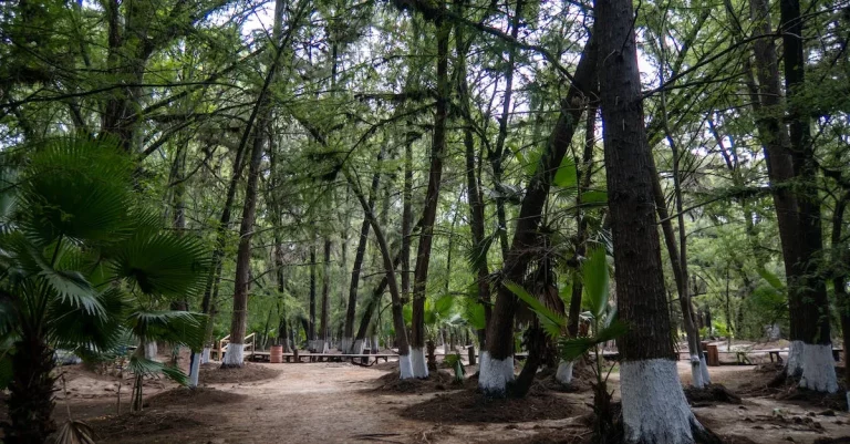 Do Trees Lose Their Leaves In Florida?