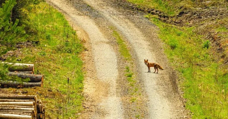 Can You Own A Fox In California?