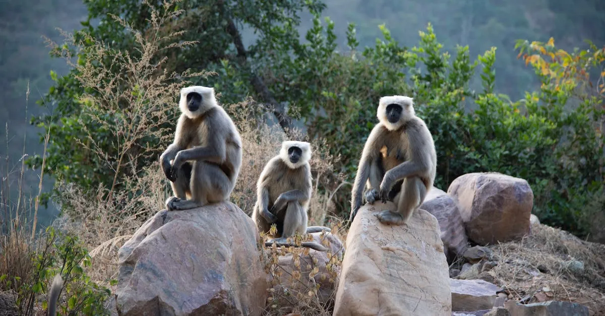 Are Monkeys Legal In California? Eye And Pen