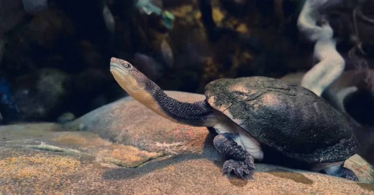 The Florida Softshell Turtle Bite: A Complete Guide
