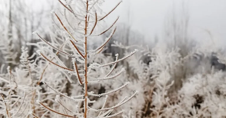 Does It Snow In Florida? Examining The Sunshine State’S Rare Cold Weather