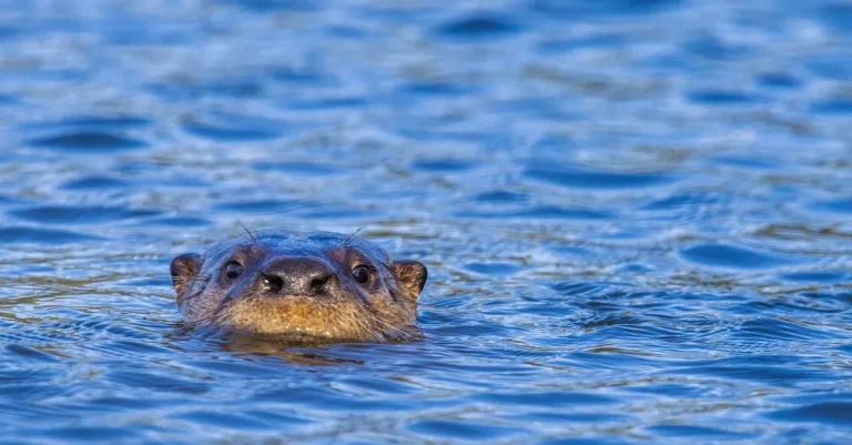 Can You Own An Otter As A Pet In Texas?