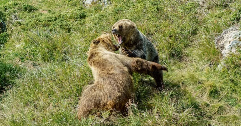 Are There Bears In Chicago?