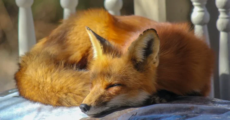 Can You Have A Fox As A Pet In Texas?