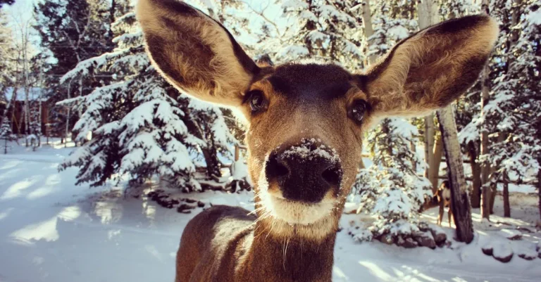 What Is The State Animal Of Colorado?