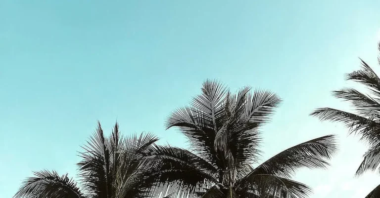 Do Palm Trees Grow In Houston? Examining The City’S Tropical Trees