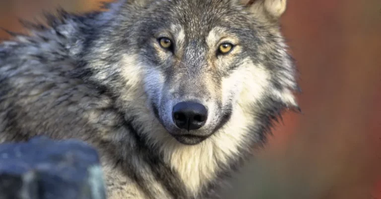 Can You Legally Own A Wolf In Texas? Examining The Laws And Regulations