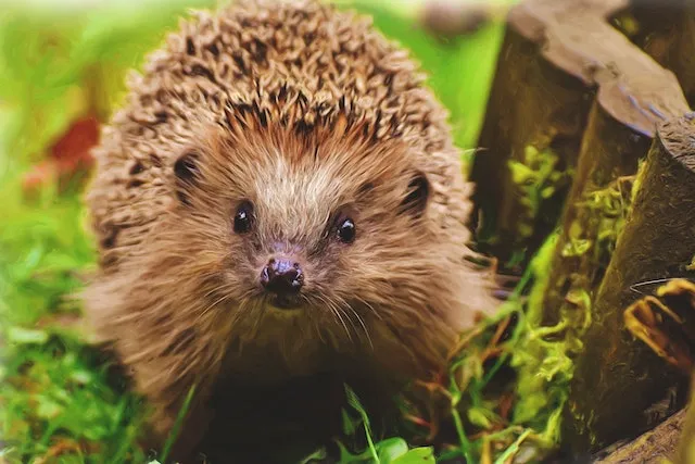 Why Are Hedgehogs Illegal In California?