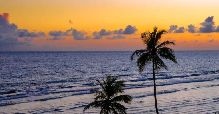 Coconut Trees In Florida: An Iconic Tropical Species