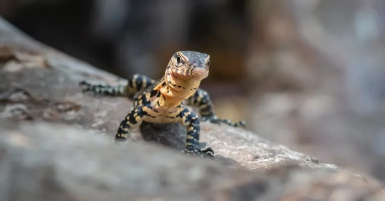 The Yellow Spotted Lizard In Texas: A Comprehensive Guide