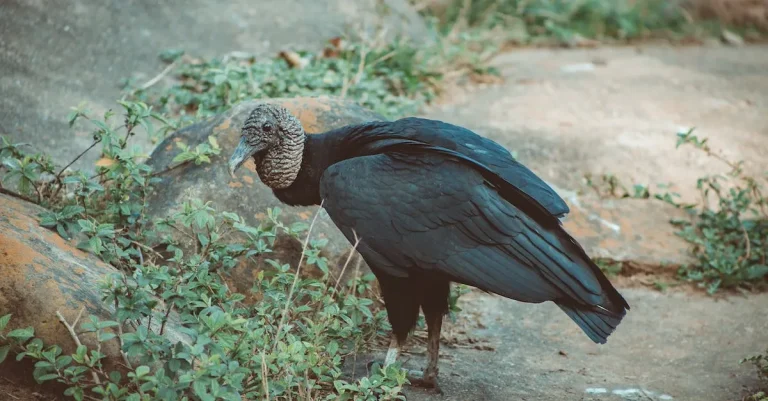 California Condor Vs. Turkey Vulture: How To Tell The Difference