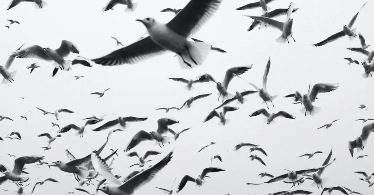 Black And White Birds Commonly Found In Colorado