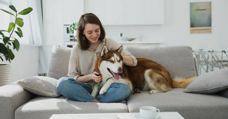 Can A Husky Live In Florida?