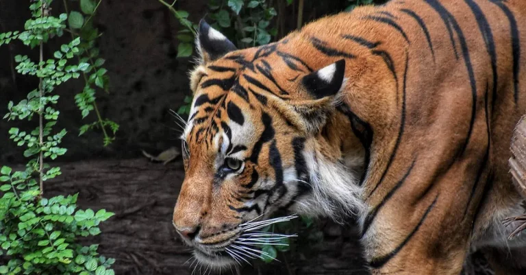Can You Legally Own A Tiger In Florida? Examining The Laws