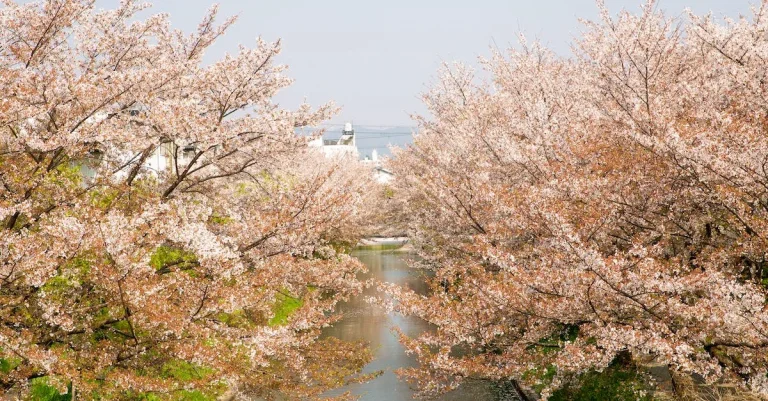 Can Cherry Blossoms Grow In Texas?