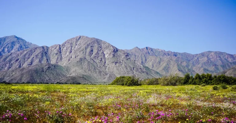 When Does Spring Start In California? A Local’S Guide