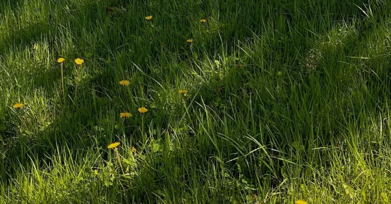 How To Grow Grass In Florida