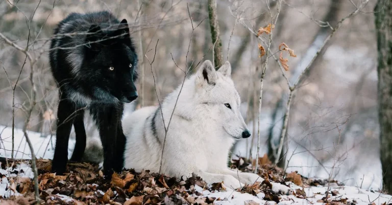 Are There Wolves In Massachusetts?