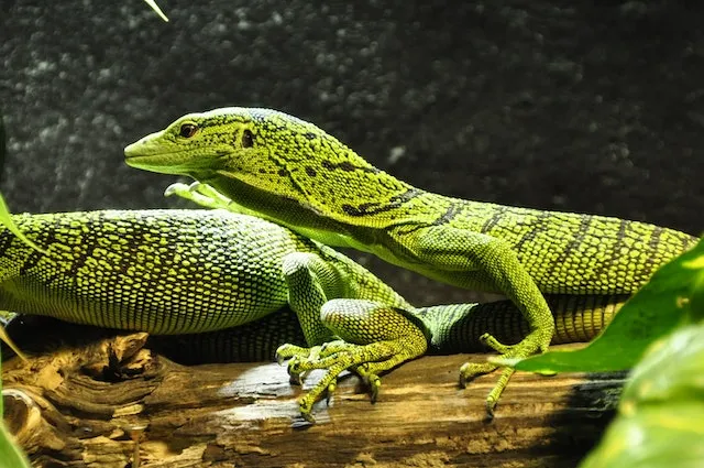 Why Are There So Many Lizards In Florida?