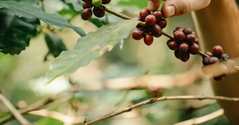 How To Grow Coffee In Texas: A Complete Guide