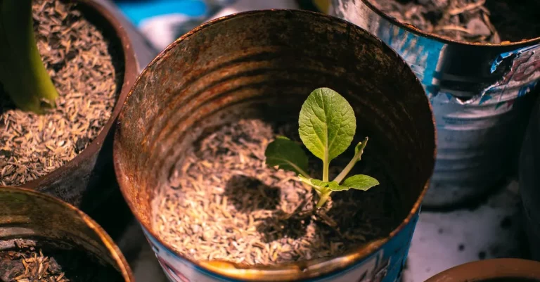 Can You Grow Pistachios In Florida?