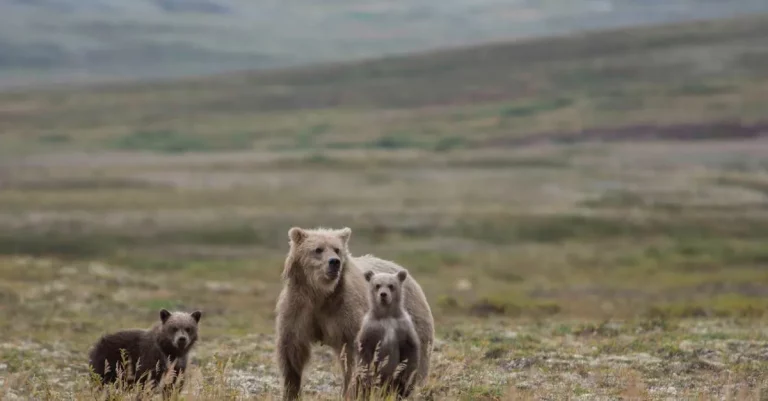 Are There Grizzly Bears In New York?