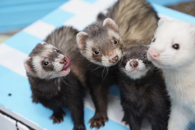 Where To Buy Ferrets In California: Stores, Breeders, Shelters, And More