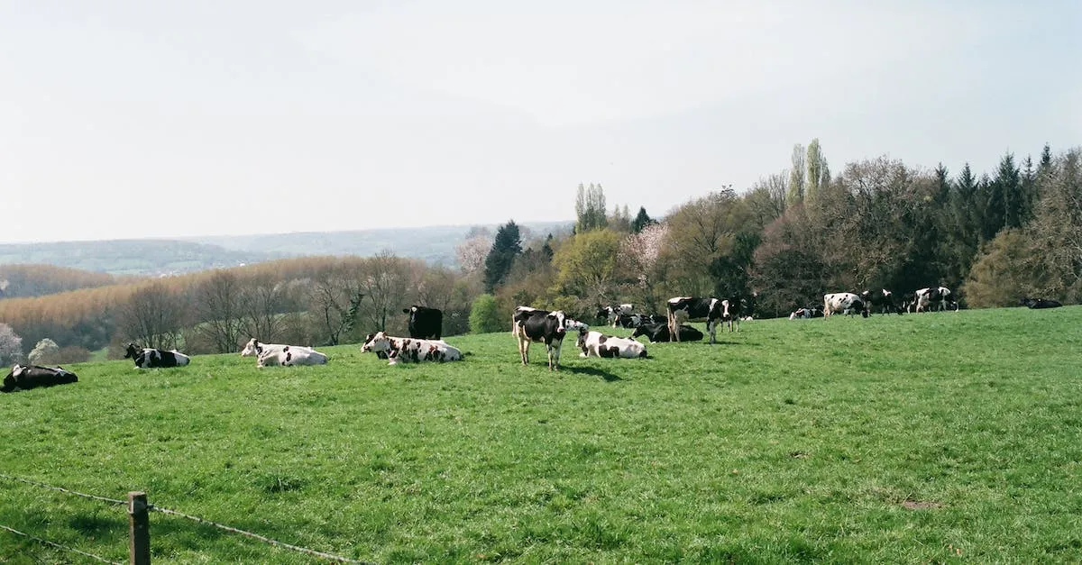 How Many Cows Per Acre Can You Have In Texas? Eye And Pen