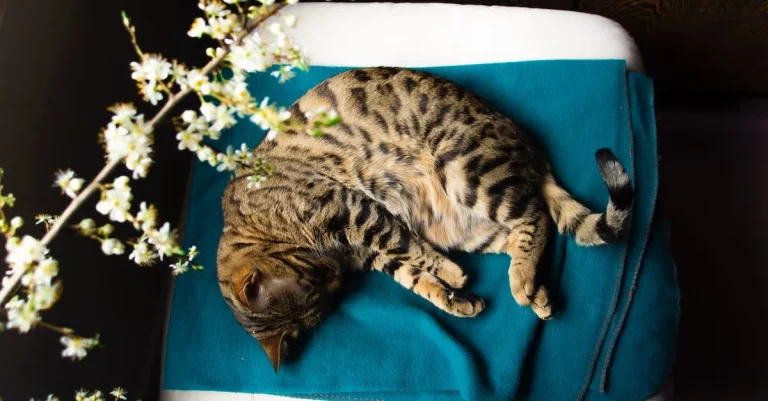 Bengal Cat Price In California: What To Expect