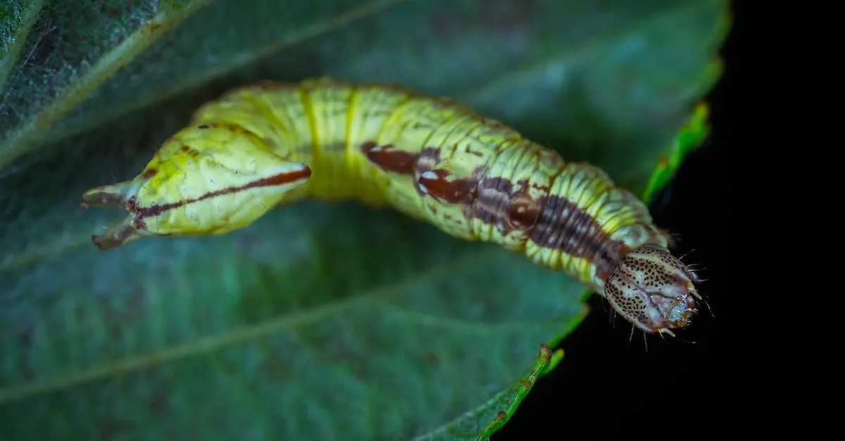 A Guide To Common Bugs And Insects Found In Los Angeles Eye And Pen