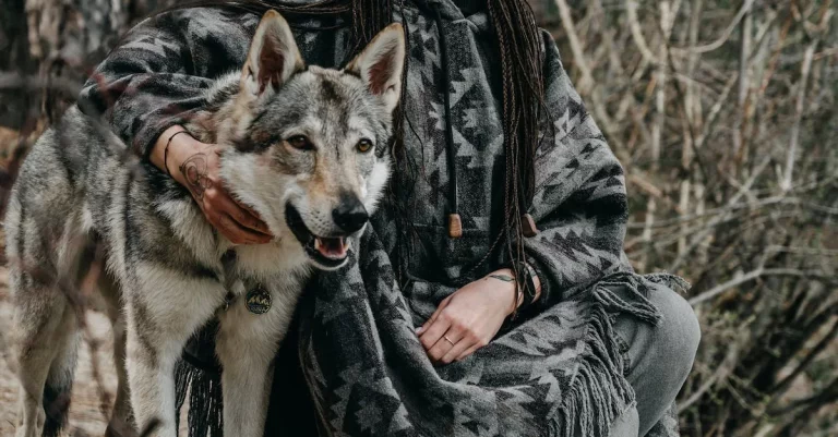 Are Wolf Dogs Legal In California?