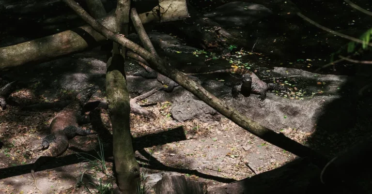 Dangerous Animals To Watch Out For In Massachusetts