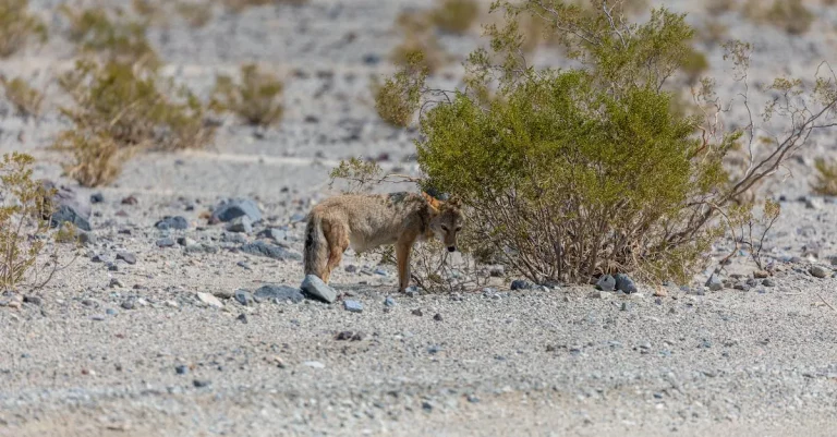 Are Coyotes Protected In California?