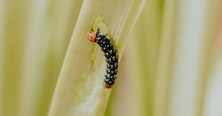 Identifying The Black Fuzzy Caterpillars Of Texas