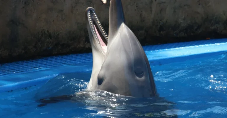 Can You Eat Dolphin In Florida?