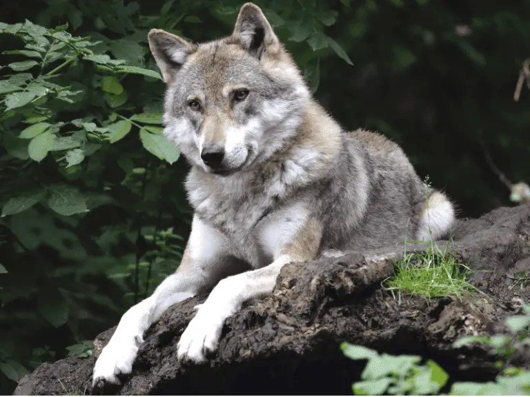 Are There Wolves In Florida? Examining Wolf Populations And Sightings