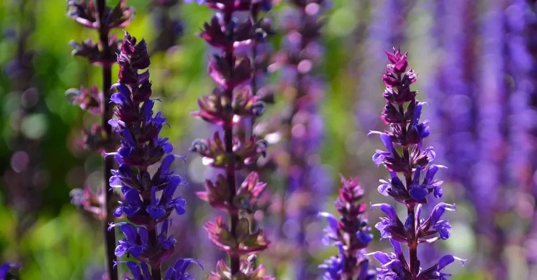 Is Salvia Legal In Texas? Everything You Need To Know