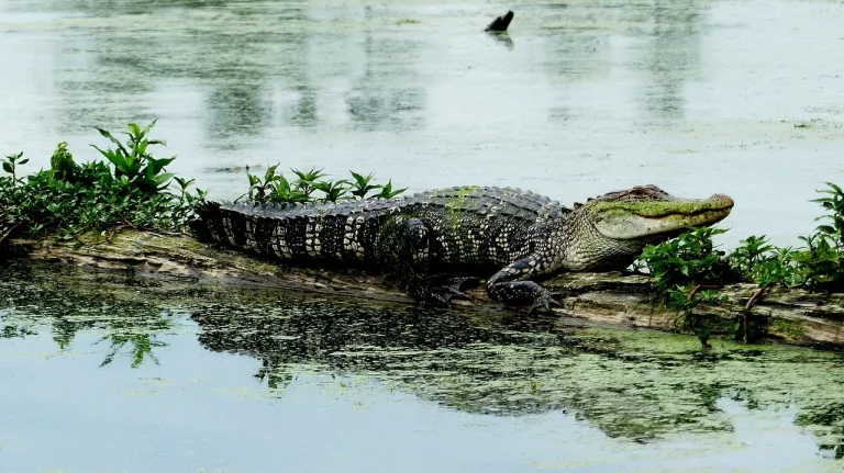 Are There Alligators In Miami, Florida?