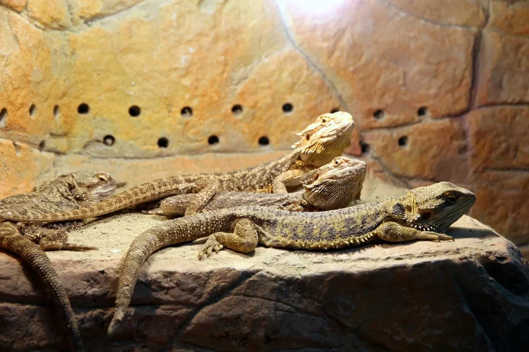 Keeping Bearded Dragons As Pets In Florida: What You Need To Know