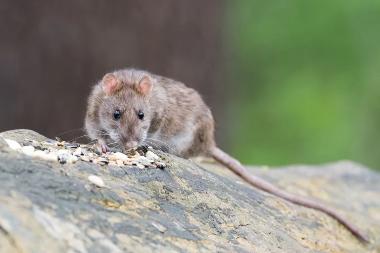 Just How Big Are The Rats In New York City?