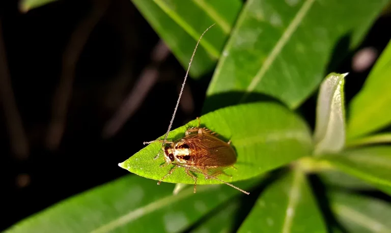 How To Get Rid Of Roaches In Texas: A Comprehensive Guide