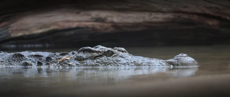 Are There Alligators In California? A Detailed Look At Their Presence And History In The State